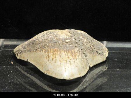 10 million year old shark teeth - Ipolytarnóc - Nature-stock-foto