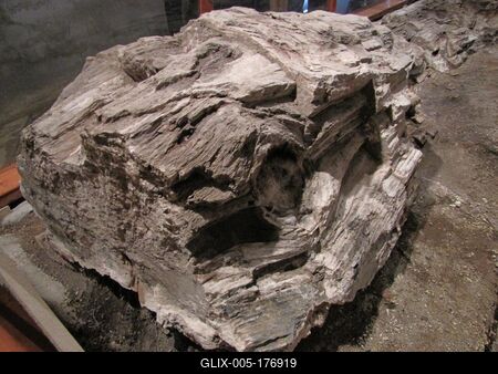 23 million year old petrified tree trunk - Ipolytarnóc - Nature-stock-foto