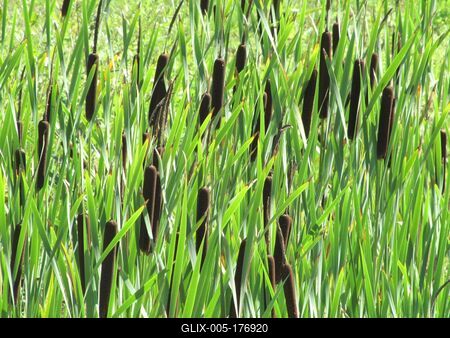 Mace - Cattal - Nature - Ipolytarnóc -Hungary-stock-foto