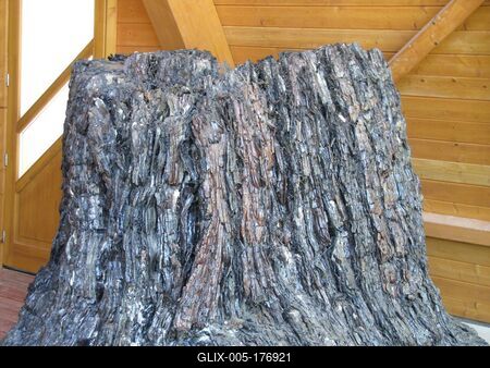 7 million year old swamp cypress - Ipolytarnóc - Nature wonder-stock-foto