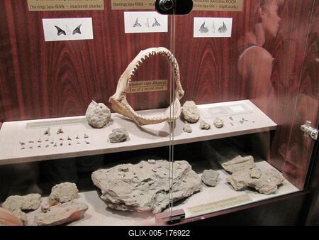 23 million year old shark teeth - Ipolytarnóc - Nature-stock-foto