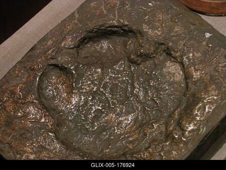 Rhino footprint from 20 million years ago - Ipolytarnóc - Nature-stock-foto