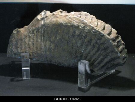 Mammoth tooth - Ipolytarnóc - Nature-stock-foto