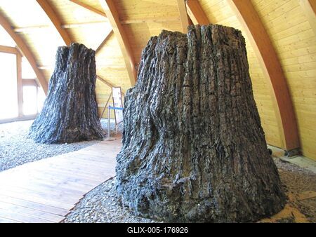 Nature wonder - 7 million year old tree trunks - Ipolytarnóc-stock-foto