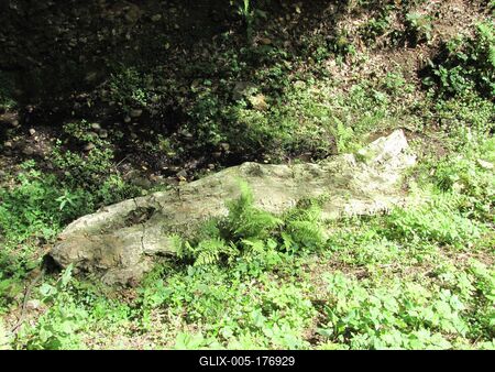 20 million year old petrified tree trunk - Ipolytarnóc - Nature-stock-foto