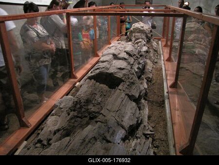 23 million year old petrified tree trunk - Ipolytarnóc - Nature-stock-foto