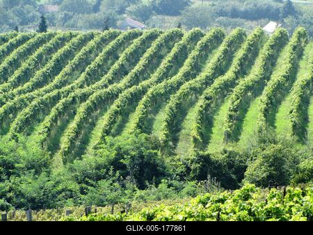 Somló Hill - Wineyards - Grape - Hungary-stock-foto