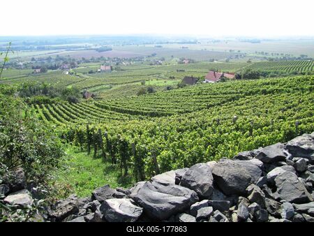 Somló Hill - Hungary - Wineyaeds - Volcanic rocks-stock-foto