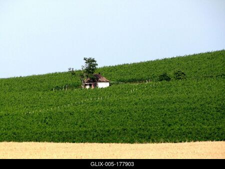 Nagyharsány, 2009. július 2.Vineyards at Nagyharsány, in the Siklós-Villány wine region. Wheat field in front of it.Szőlőültetvények Nagyharsánynál, a siklósi-villányi borvidéken. Előtte búzamező.-stock-foto