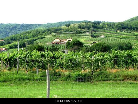 Vineyards - Villány region - Hungary-stock-foto