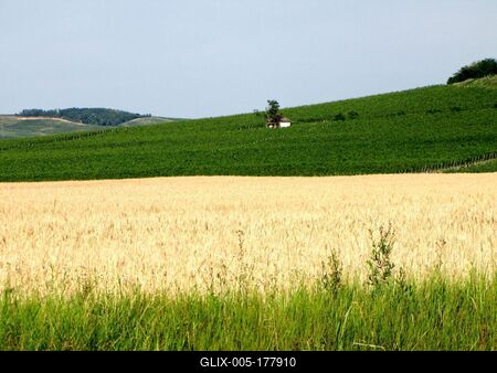 Vineyards and Wheat field - Villány region - Hungary-stock-foto