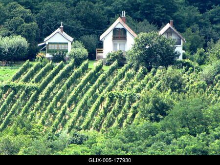 Vineyards near Zalaegerszeg - Hungary-stock-foto