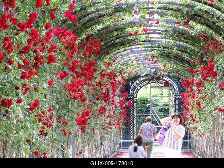Rose pergola - Schönbrunn - Vienna - Austria-stock-foto