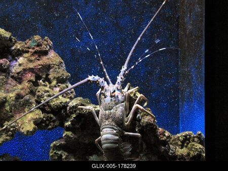 Lobster - Oceanarium - Nyíregyháza - Hungary-stock-foto