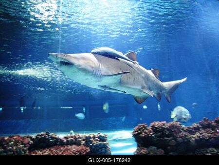 Shark - Oceanarium - Nyíregyháza - Hungary-stock-foto