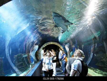 Shark swimming above visitors heads - Nyíregyháza - Ocenarium - Hungary-stock-foto