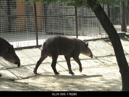 Tapir - Animal - Hungary-stock-foto