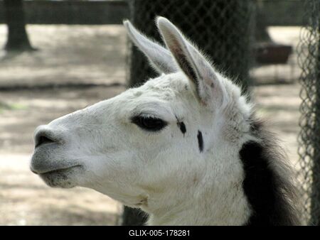 Alpacca - Llama - Animal - Hungary-stock-foto