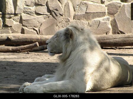 White lion - Animal - Hungary-stock-foto