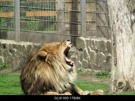 Lion - Animal - Hungary-stock-foto