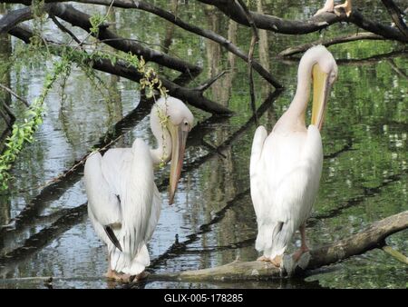 Pelicans - Animals - Hungary-stock-foto