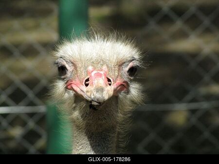 Ostrich - Animal - Hungary-stock-foto