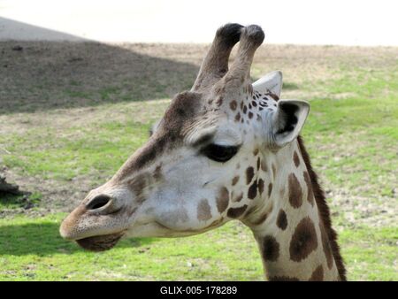 Giraffe - Animal - Hungary-stock-foto