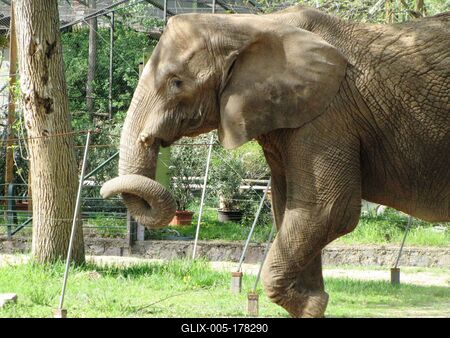 Elephant - Animal - Hungary-stock-foto