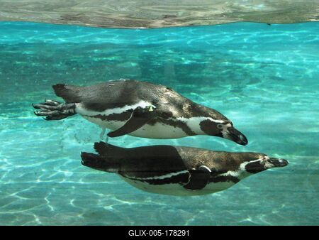 Pinguins swimming - Animals - Hungary-stock-foto