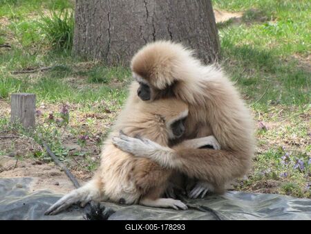 Monkeys fearful love - Animals - Hungary-stock-foto
