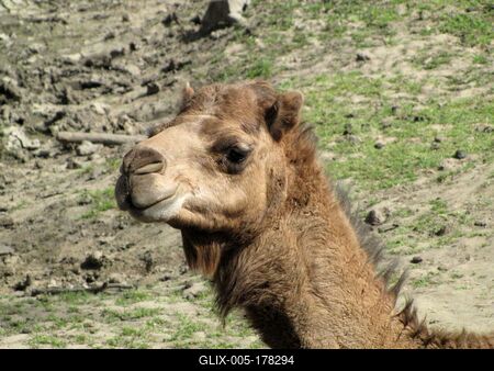 Camel - Animal - Hungary-stock-foto