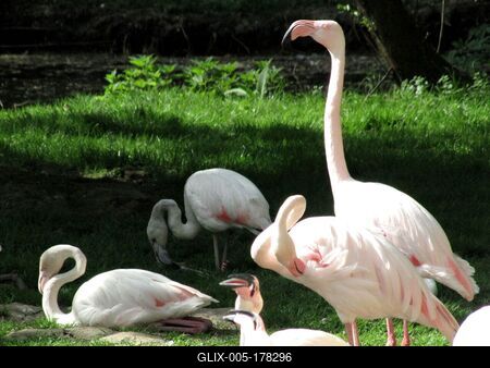 Flamengos - Animals - Hungary-stock-foto
