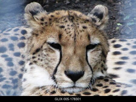 Leopard - Animal - Hungary-stock-foto