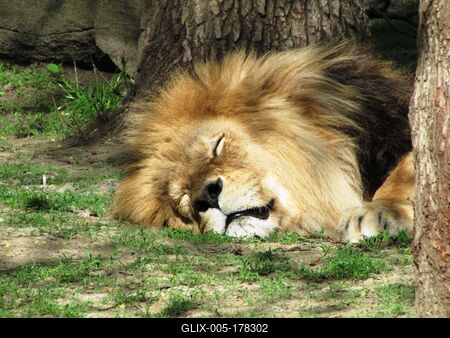 Sleeping lion - Animal - Hungary-stock-foto