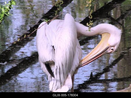 Pelican - Animal - Hungary-stock-foto