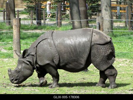 Rhino - Animal - Hungary-stock-foto