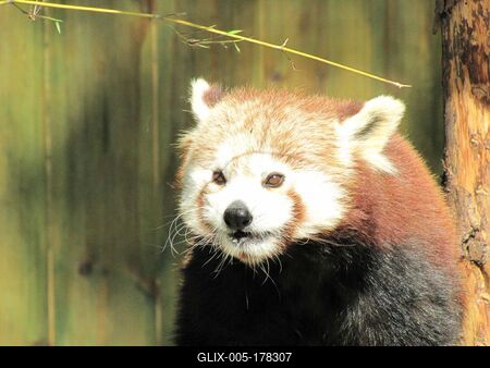Little panda - Animal - Hungary-stock-foto