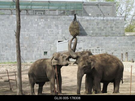 Elephants - Animals - Hungary-stock-foto