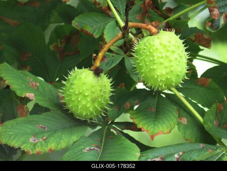 Horse chestnuts - Nature - Hungary-stock-foto