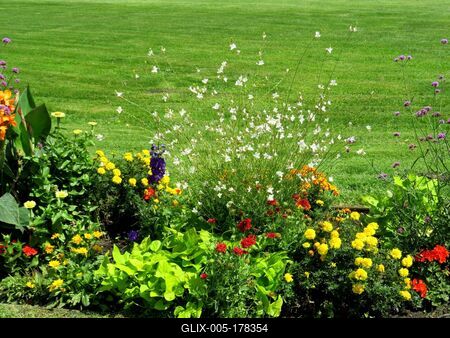 Flowers on Margaret Island - Natural diversity.- Hungary-stock-foto