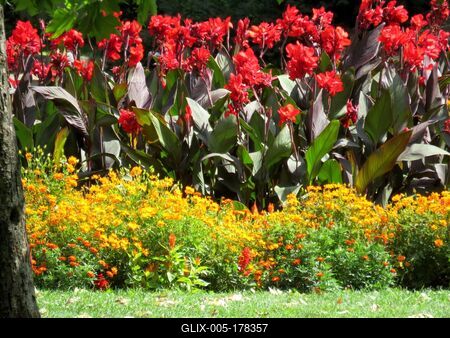 Flowers on Margaret Island - Budapest - Nature - Diversity-stock-foto