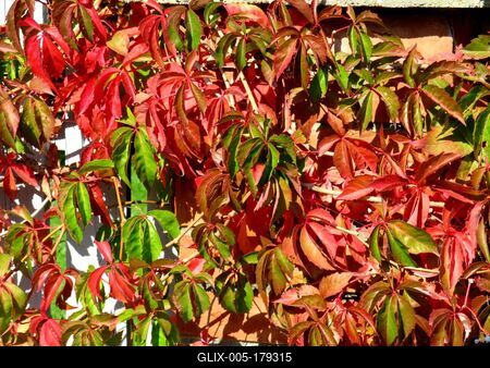 Nature leaning into Autumn - Nagykovácsi forest - Hungary-stock-foto