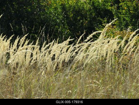 Nature leaning into autumn - Nagykovácsi forest-stock-foto