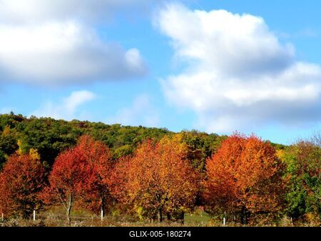 Autumn colors at Remeteszőlős.- Hungary - Nature-stock-foto