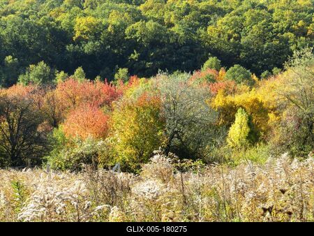 Autumn colors at Remeteszőlős - Hungary - Nature-stock-foto