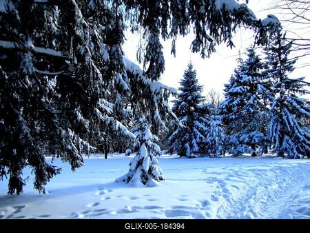 Dobogókő winter landscape with pine trees - Nature - Hungary-stock-foto