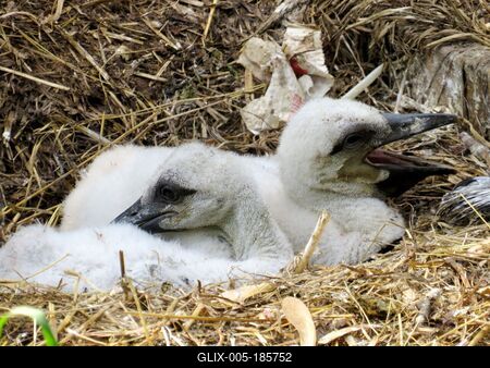 Stork chicks in a nest in the animal park on Margaret Island - Budapest-stock-foto