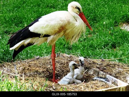 Mother stork with chicks in the nest - Budapest-stock-foto