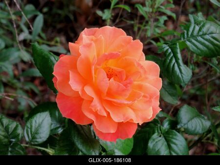 Pink rose - Nature - Flower-stock-foto