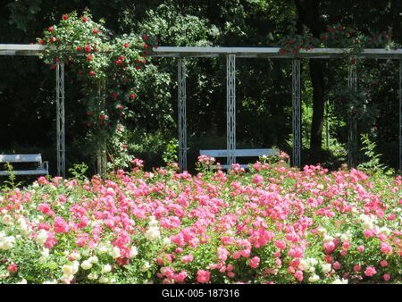 Nature - Hungary - Blooming roses-stock-foto